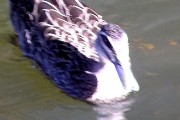 Pacific Black Duck (Anas superciliosa)